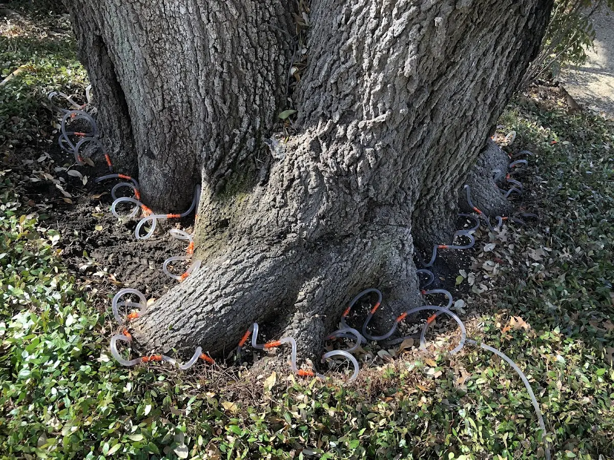 Detailed Tree Cabling and Bracing job site in Forman