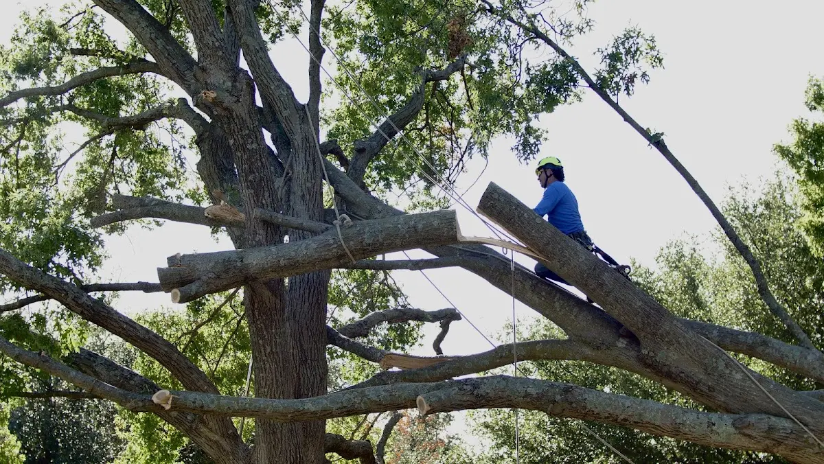 Professional Crown Thinning performed by certified arborists in Forman