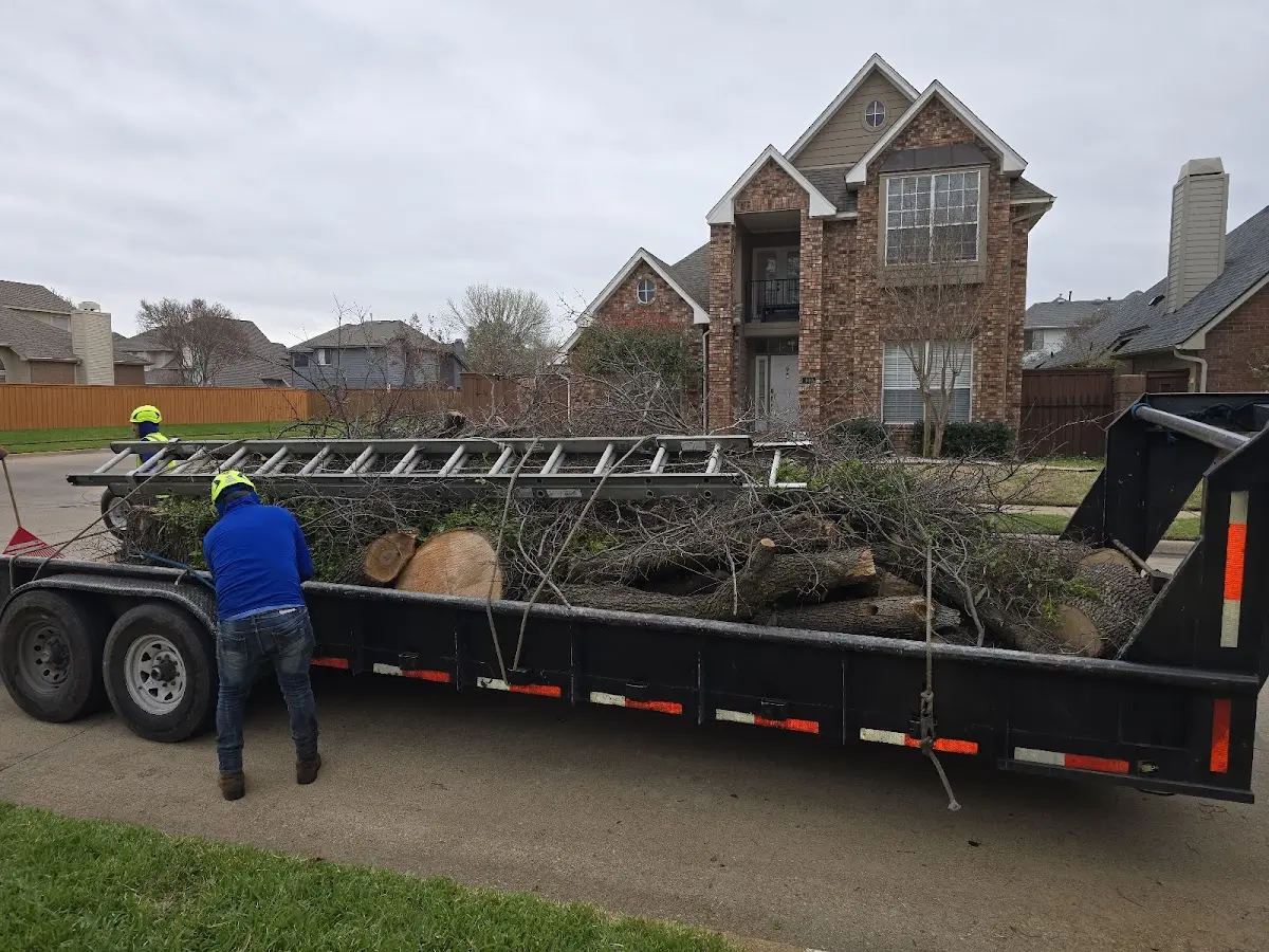 Expert Tree Removal with proper safety equipment in Forman